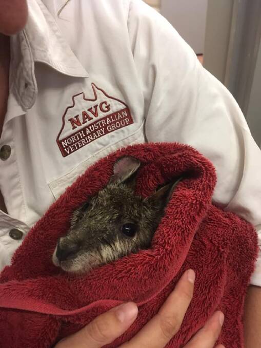 SAFE: Baby wallaby Polly was rescued from floodwaters by Cloncurry police. Photo supplied.