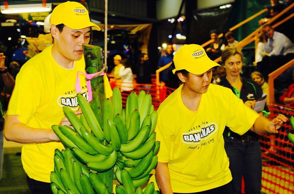Record crowds expected at Australia’s most unique banana contest