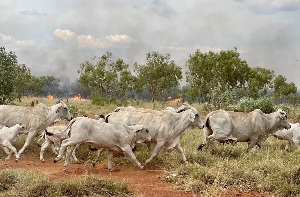 Gipsy Plains Brahmans moving away from the fire. Photo supplied.