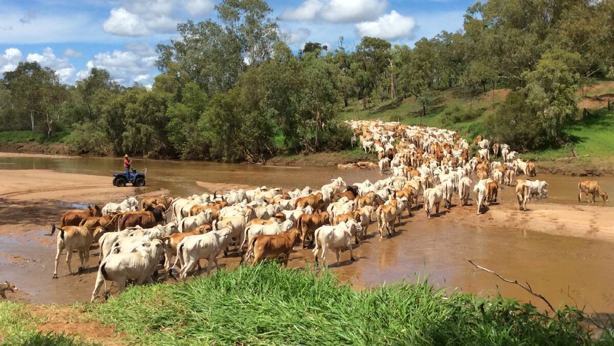 Gilberton cattle crossing the Gilbert River. Photo supplied.