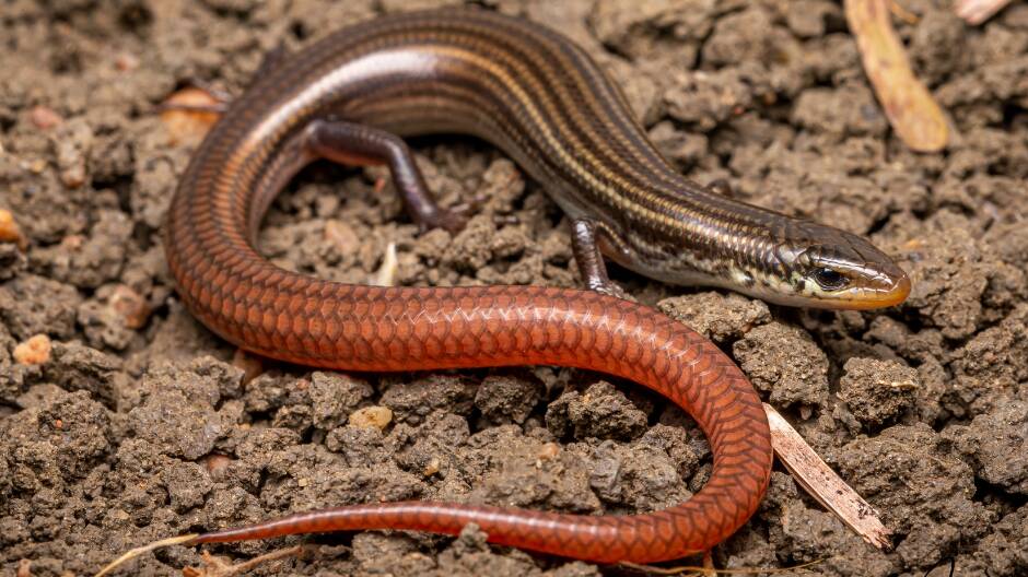 The Lyon's grassland striped skink has been rediscovered on a cattle station near Mount Surprise after it was presumed extinct. Picture by Angus Emmott.