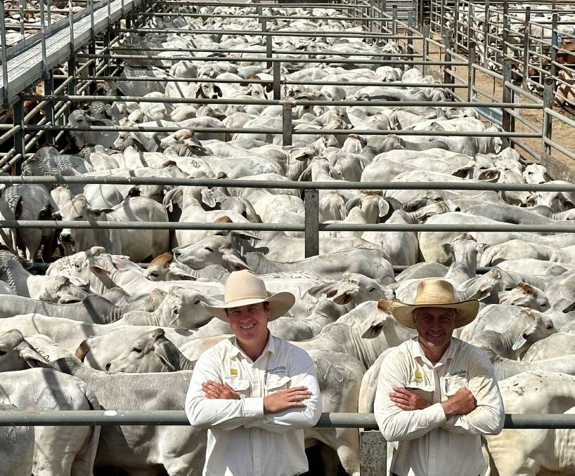 Liam Kirkwood and Matthew Geaney of Ray White with a run of 455 Brahman heifers they offered on behalf of Condon Grazing and LJ Condon Conjuboy Mt Garnet. The lead pen topped the heifer market at 246.2c weighing 233.9kg and returned $575.98 per head. Photo supplied.