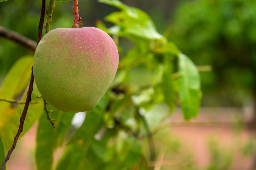 Mango growers are predicted to get a good return on their produce, due to a staggered harvest. Photo: Shutterstock.