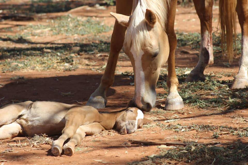 Snooze: Cr Stretton encourages local horse owners to get their animals vaccinated against Hendra virus to prevent serious illness. Photo: Samantha Campbell.