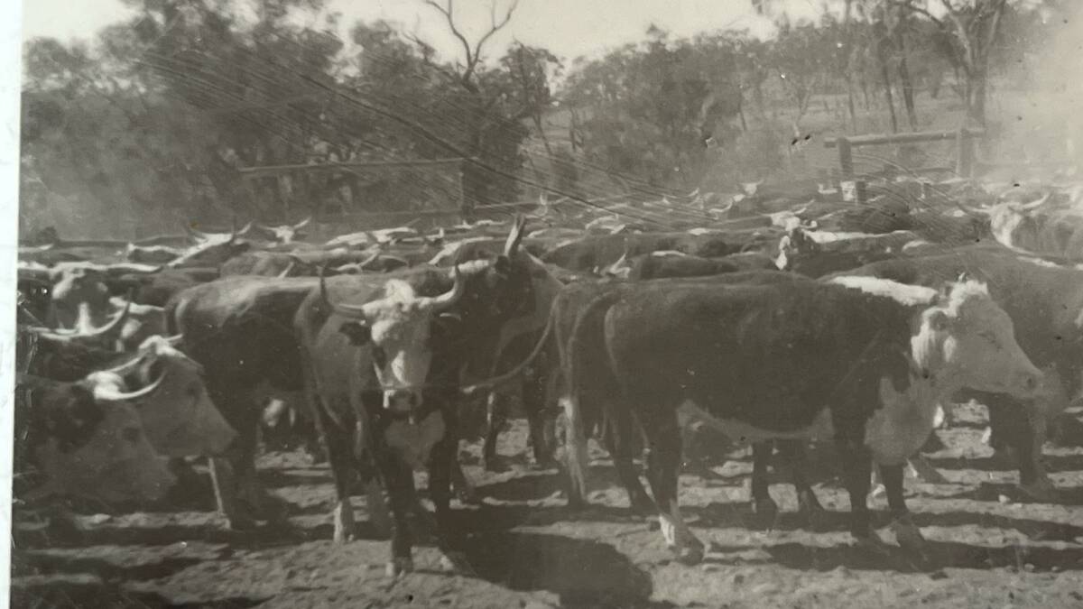 Gilberton Cattle in 1936. Photo supplied.