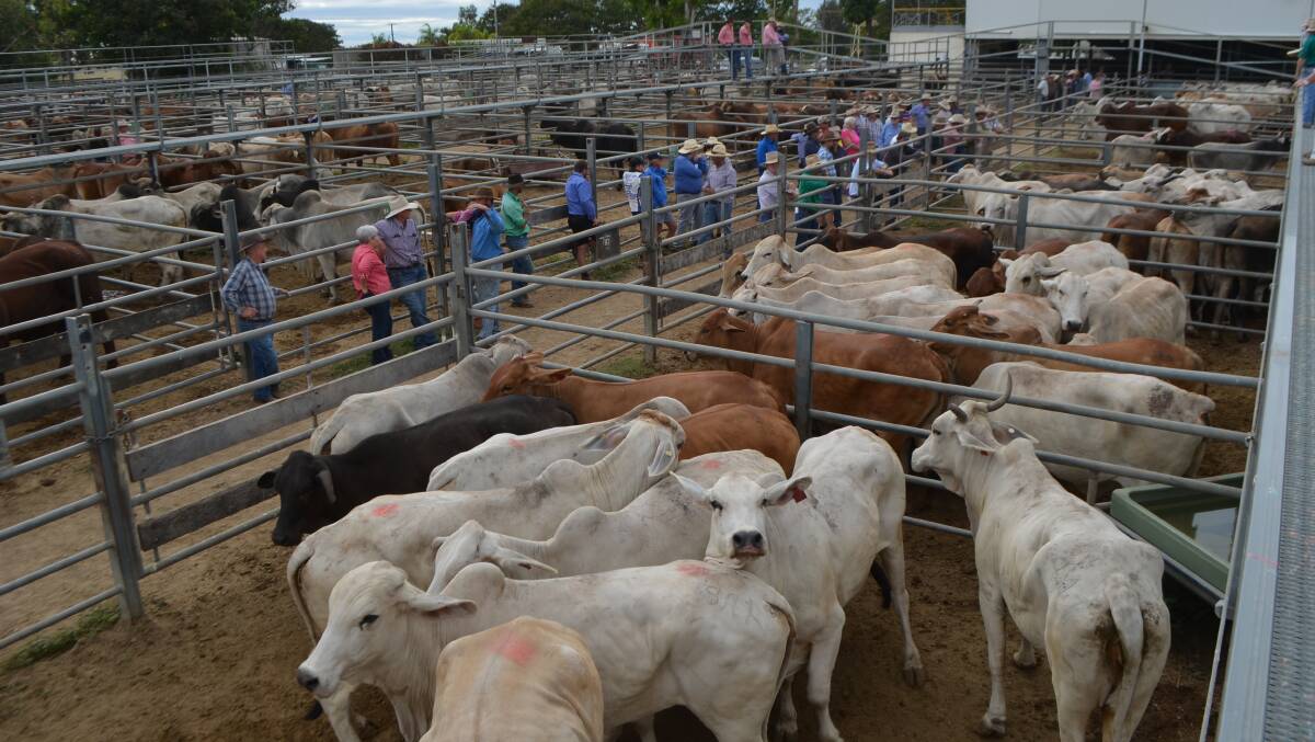 Cattle were drawn from Burketown, Tully, Kidston, Malanda, Nelia, Julia Creek, Richmond, Collinsville, Cloncurry, Georgetown, Mt Garnet and local areas. 