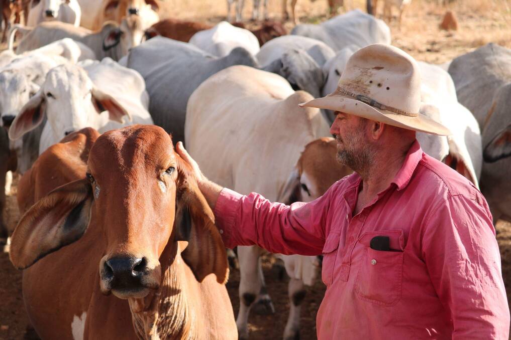 Gilberton Station prioritises quiet traits and a fresh herd. Photo supplied.