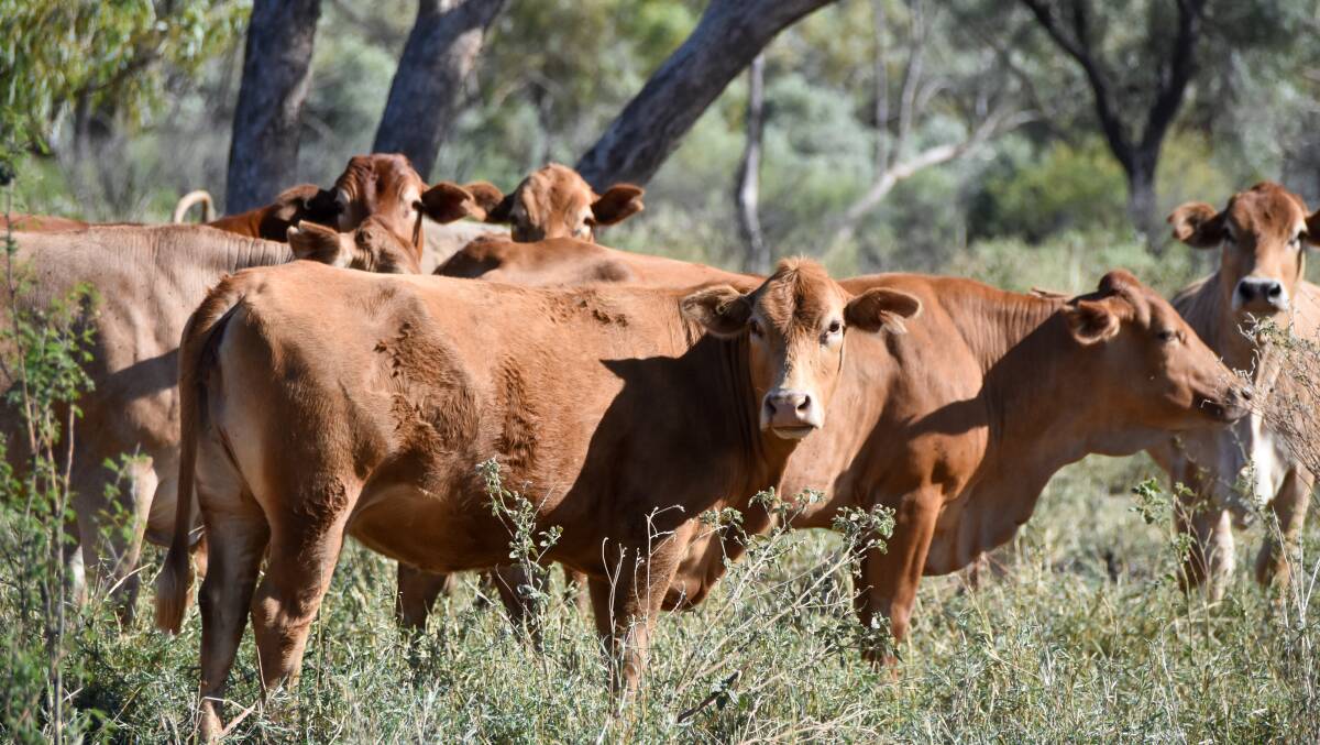 Following the 2019 north west monsoonal flood, Wynberg has rebuilt its herd with a focus on a brahman base with red Angus or a composite of a red Santa. Photo by Samantha Campbell.