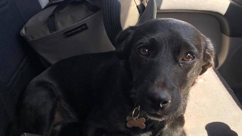 Dixie, a dachshund cross, enjoyed jumping in the car when you weren't looking just to make sure you didn't leave without her. 