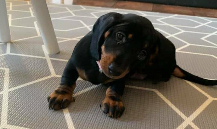 Another dachshund pup we had called Pepper.