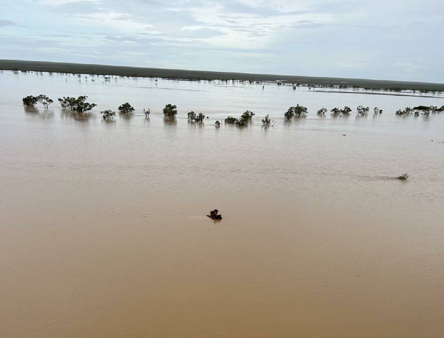 Cows and calves stranded in floodwaters at Moonamarra. Photo supplied.
