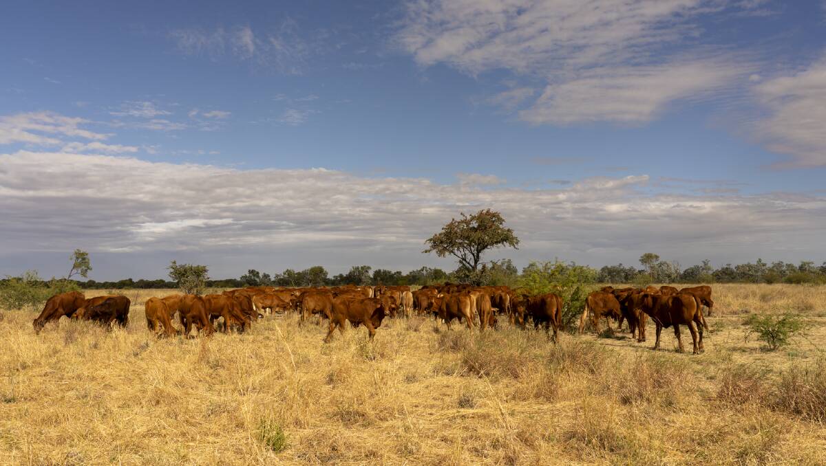 The 13,000 hectare commercial beef operation is located 140-kilometres north of Cloncurry. Photo supplied.