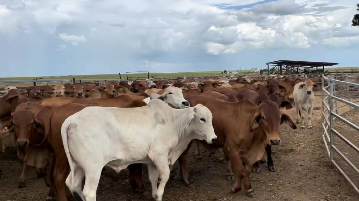 Cattle have been drawn from traditional live export areas between Townsville and Mount Isa. Picture supplied.