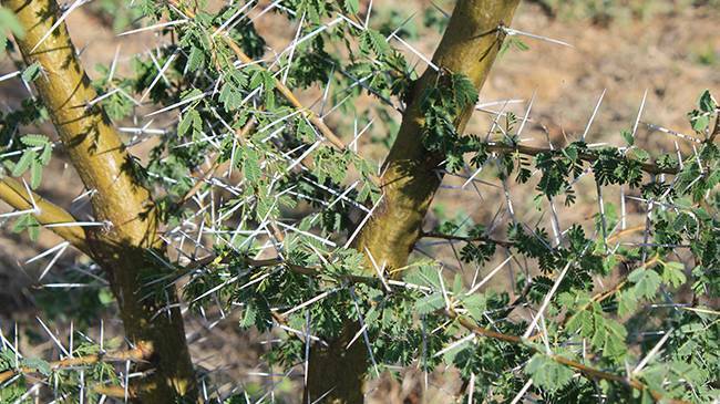 Southern Gulf NRM want to see the a commitment to the eradication of Prickly Acacia.