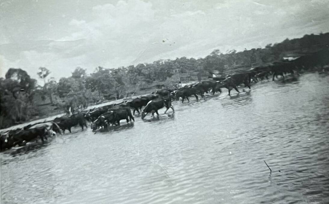 Gilberton cattle in Gilbert River.