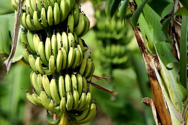 Banana industry on Panama alert