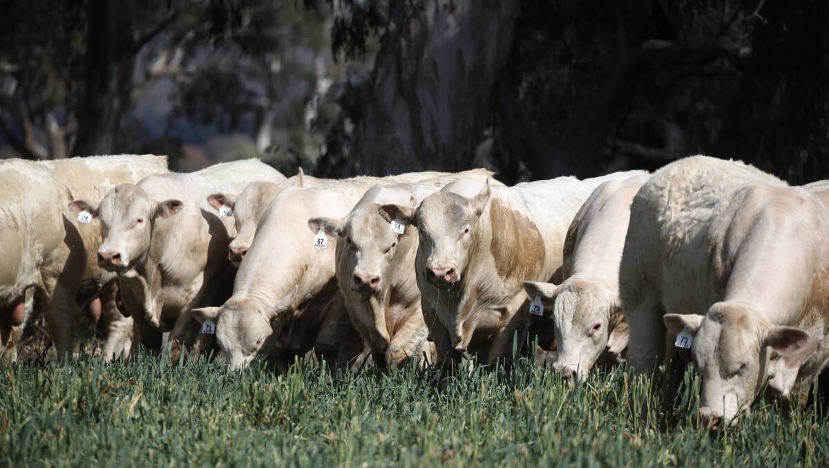 PP presence: Included in the 62 polled Charolais bulls selected for the sale are 31 homozygous polled bulls. 