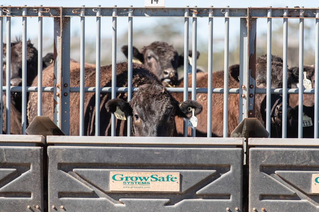 Cutting edge trial offers cattle producers opportunity to find their most profitable genetics