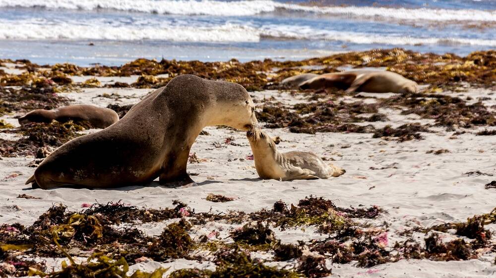WONDER: An Australian Sea Lion mothering her baby on the beach at Kangaroo Island.