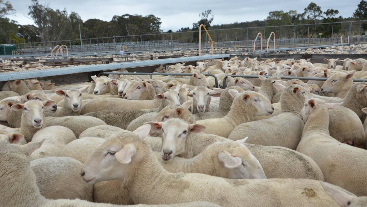 Sheepmeat prices are looking more positive as winter approaches. FILE PHOTOS. 