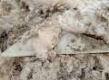 Reports of wool contamination in China processors have prompted AWEX to bring back the Keep Your Clip Clean campaign. 