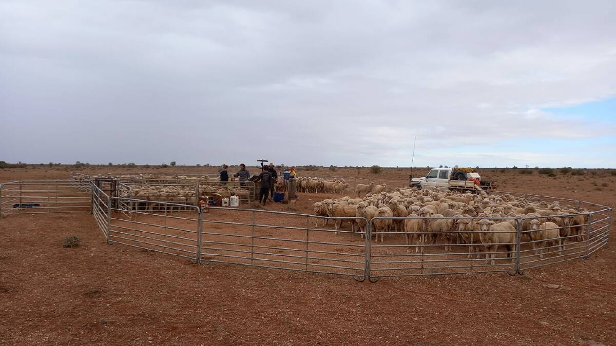 Erecting wild dog exclusion fencing on Australias largest sheep station on the Nullarbor has resulted in an increase in sheep numbers, lambing percentages and wool weight. Photo- Jimmy Wood 