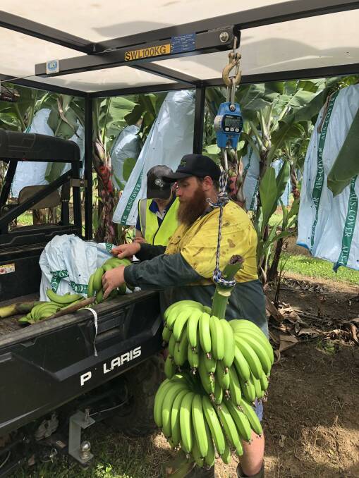 
DAF Development horticulturist Curtis Lanham with the first bunch of bananas from the trial. 