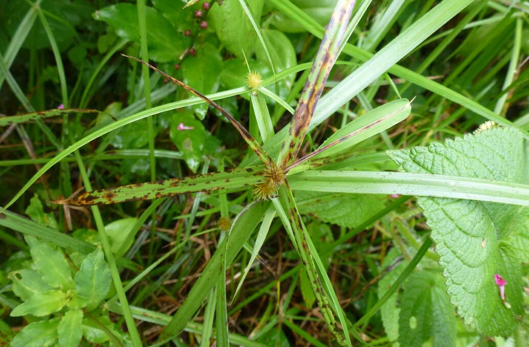 A Navua sedge plant showing signs of pathogen infection.