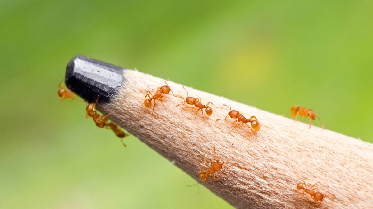Electric ants pictured on the tip of a lead pencil. 