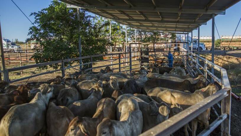 The Cloncurry Saleyards will get an upgrade to its heavy rest area. 