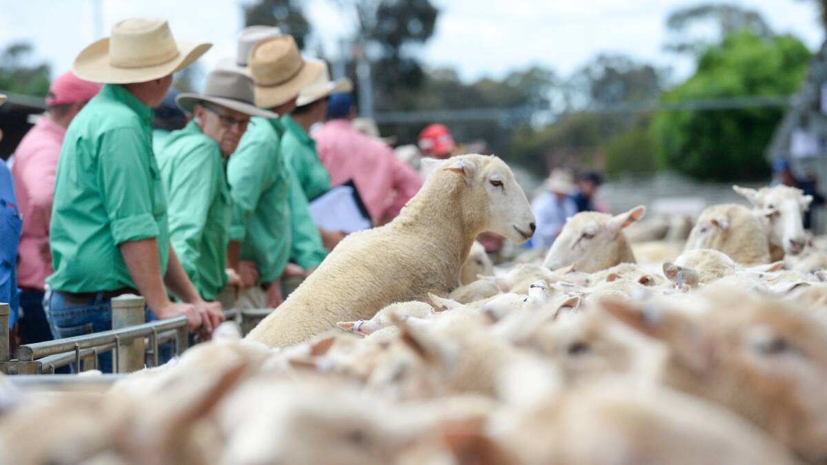 Trade lamb prices have slipped as increased yardings bring downward pressure to the market. Photo: Darren Howe. 