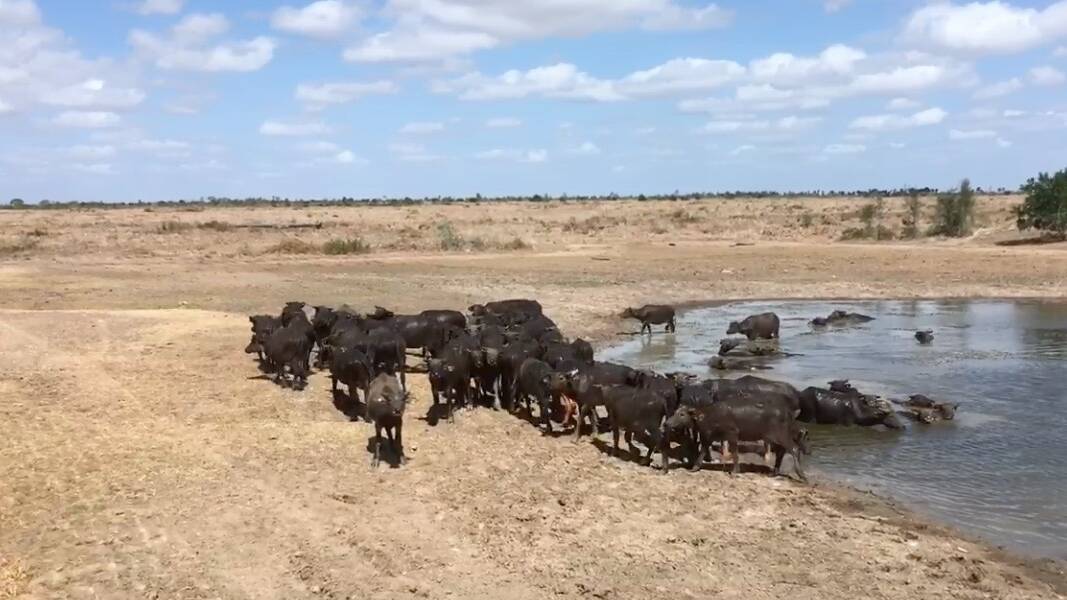 Water buffalo have been brought to Nebo for training ahead of the Nutrien Classic. 
