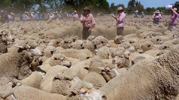 ABS has released its figures for the final quarter of 2023, showing a record production year for the sheepmeat sector. 