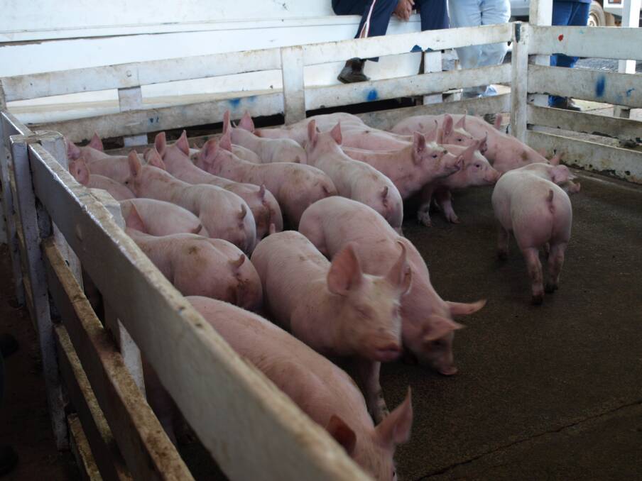 PORK PRODUCTION: The outbreak of African Swine Fever in China last year has taken a toll on the nation's pig numbers and global repercussions are expected. 