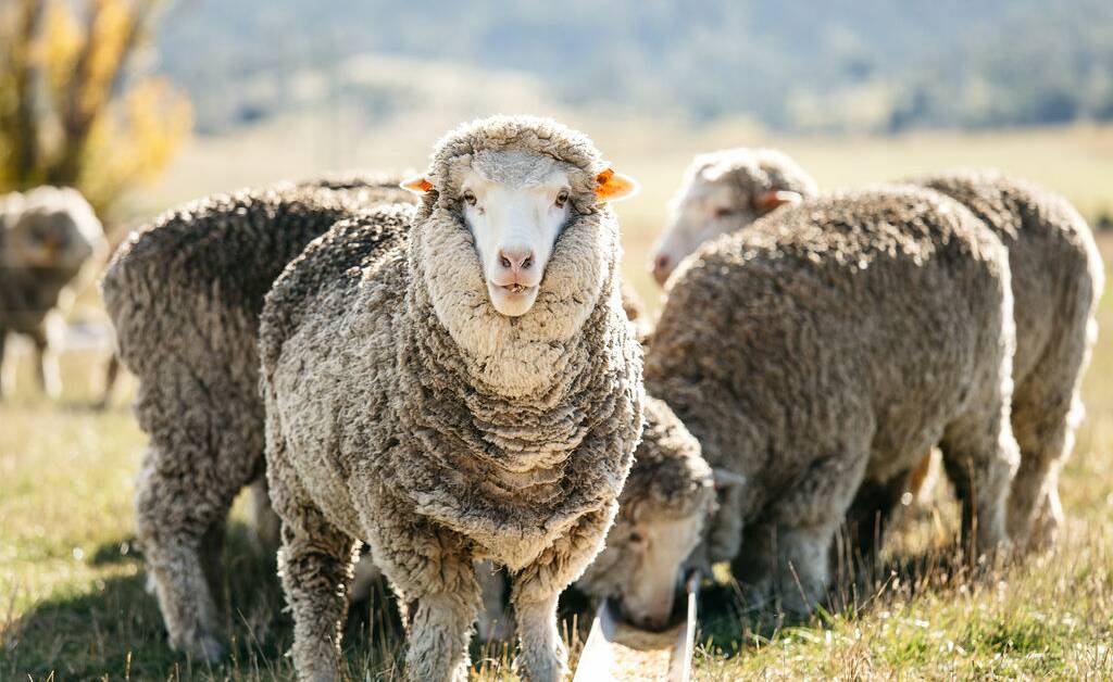 A flock of 48 ewes were involved in M.J. Bale's carbon neutral wool trial. Picture: Melanie Kate Photography. 