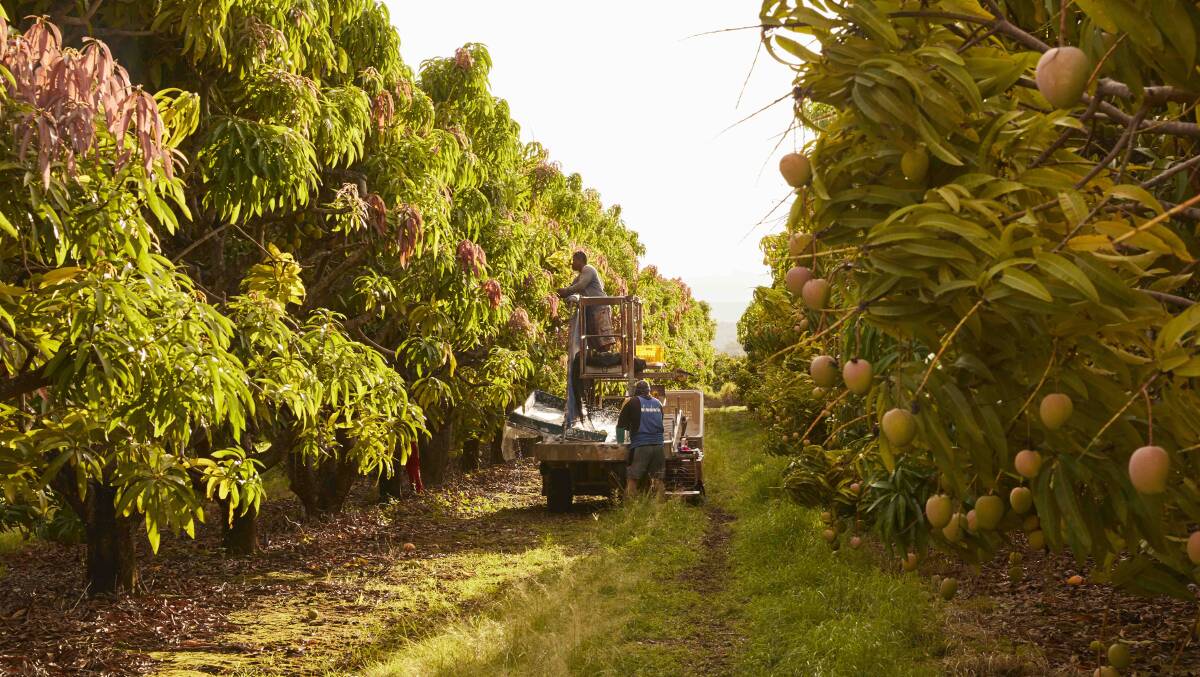 Harvest taking place on one of the Manbulloo mango farms. 