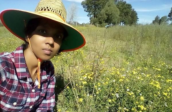 PhD candidate Kusinara Wijayabandara, from UQ's School of Agriculture and Food Sciences, is looking at fireweed. 