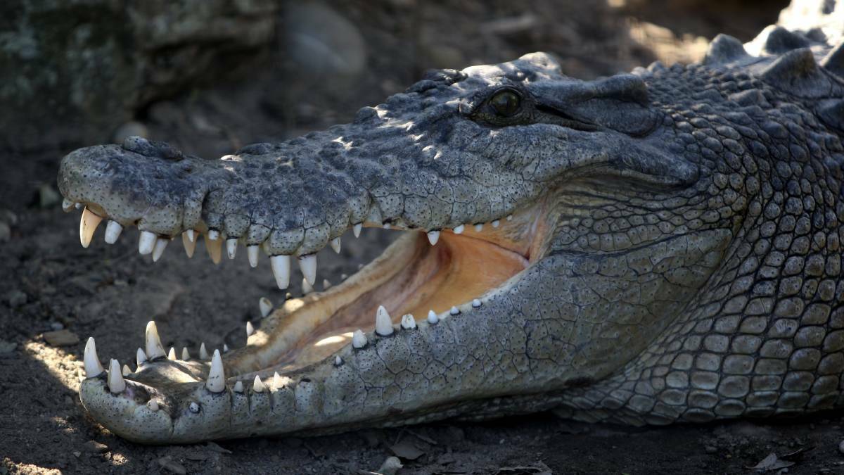 A man was bitten by a crocodile while fly fishing in Cape York. FILE PHOTO. 