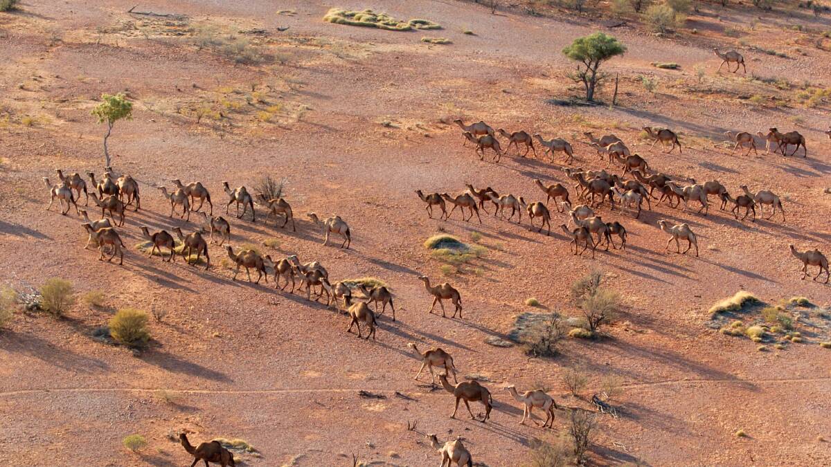 Wild camels in Central Australia. 