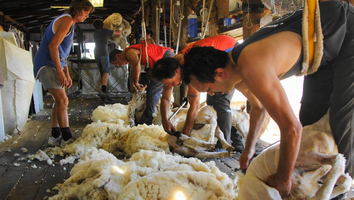 It's estimated an additional 400 shearers are needed during Australia's peak shearing times. Photo-Sally Gall. 