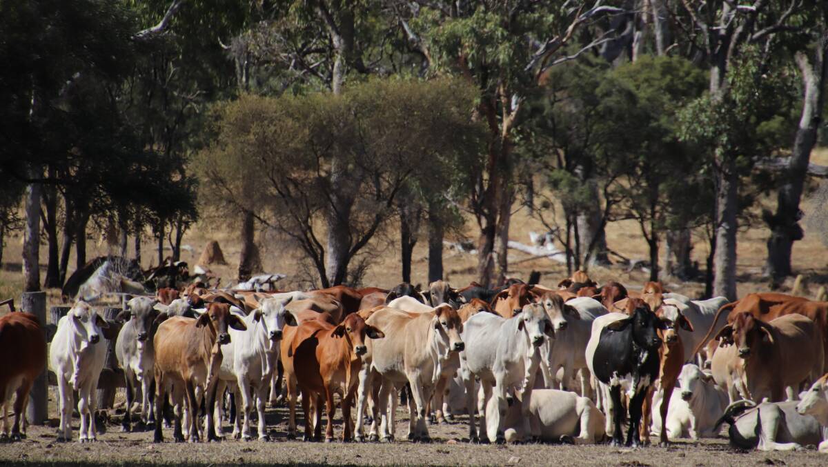 Cattle in the Werrington Cattle Company operation undergo training and careful handling to help them better deal with the stresses of the business. 