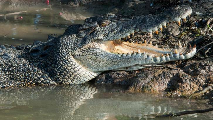 This is a saltwater crocodile - found in Australia.