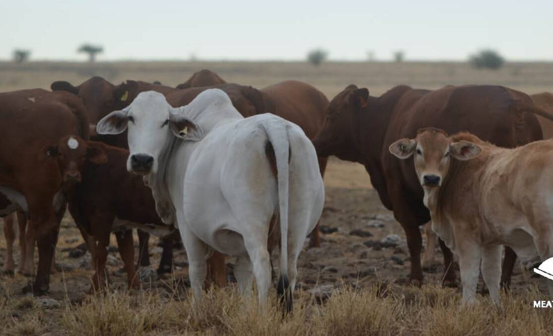 Meat and Livestock Australia is hosting BeefUp forum in Winton next month.