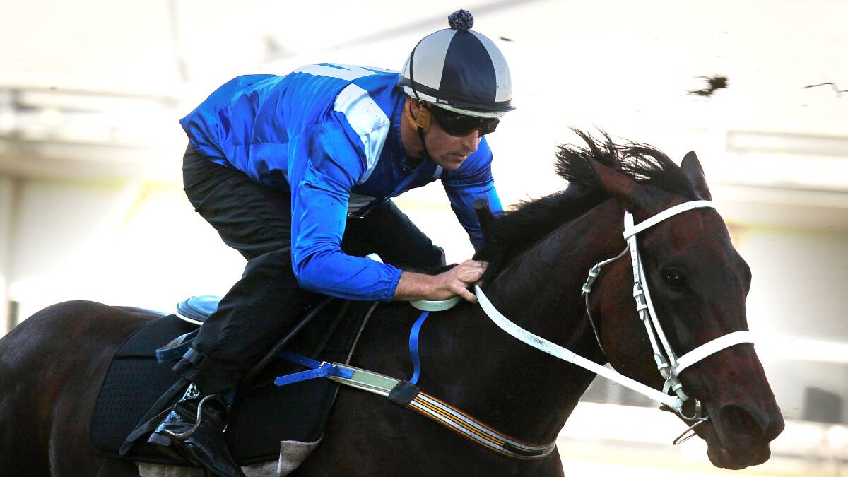 Winx at a recent trial ridden by Dunedoo's Hugh Bowman. She earned the best rating for a horse on turf in the world in 2016 through Longines ratings on Wednesday.