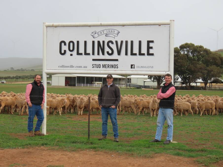QUALITY LINE: Elders key account manager Ben Finch and Collinsville general manager Tim Dalla with the $330 Merino ewe lambs bought by Elders Minlaton's Adam Pitt. 