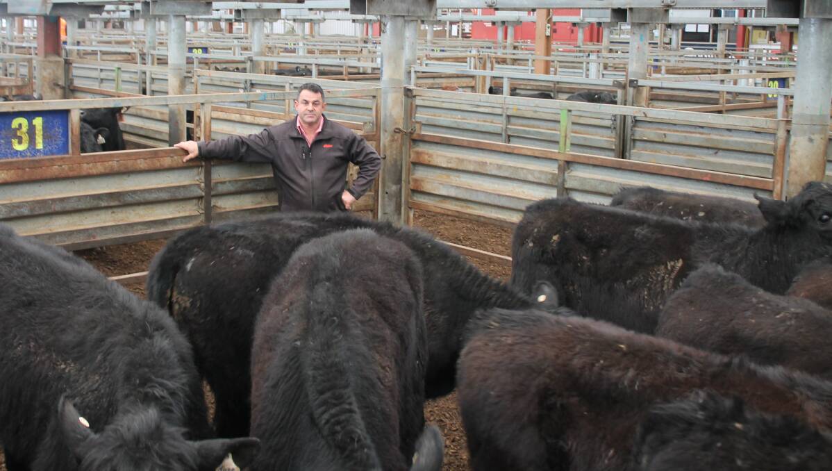 Elders livestock agent Carlo Taranto with some of the 60 Angus steers sent to the Pakenham store sale by the Todd family from Boggabri, NSW.
