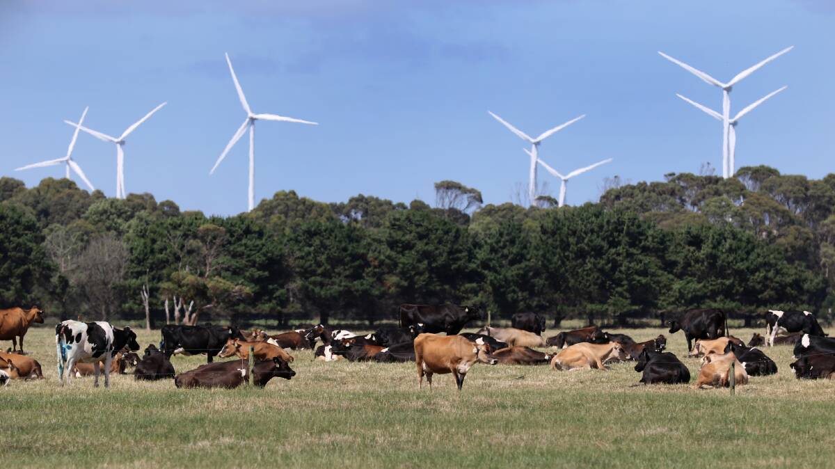Dairy cattle and wind turbines at Woolnorth. File picture