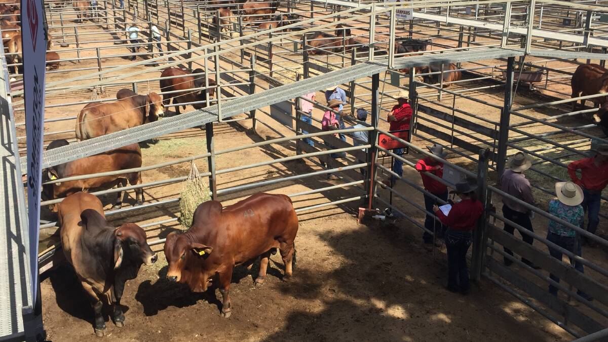 Buyers inspect the red Brahman bulls on day one of the Big Country Brahman Sale.