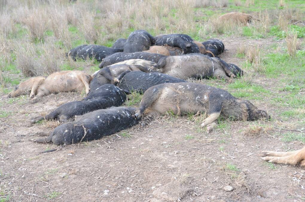 FNQ on the frontline of our feral pig battle