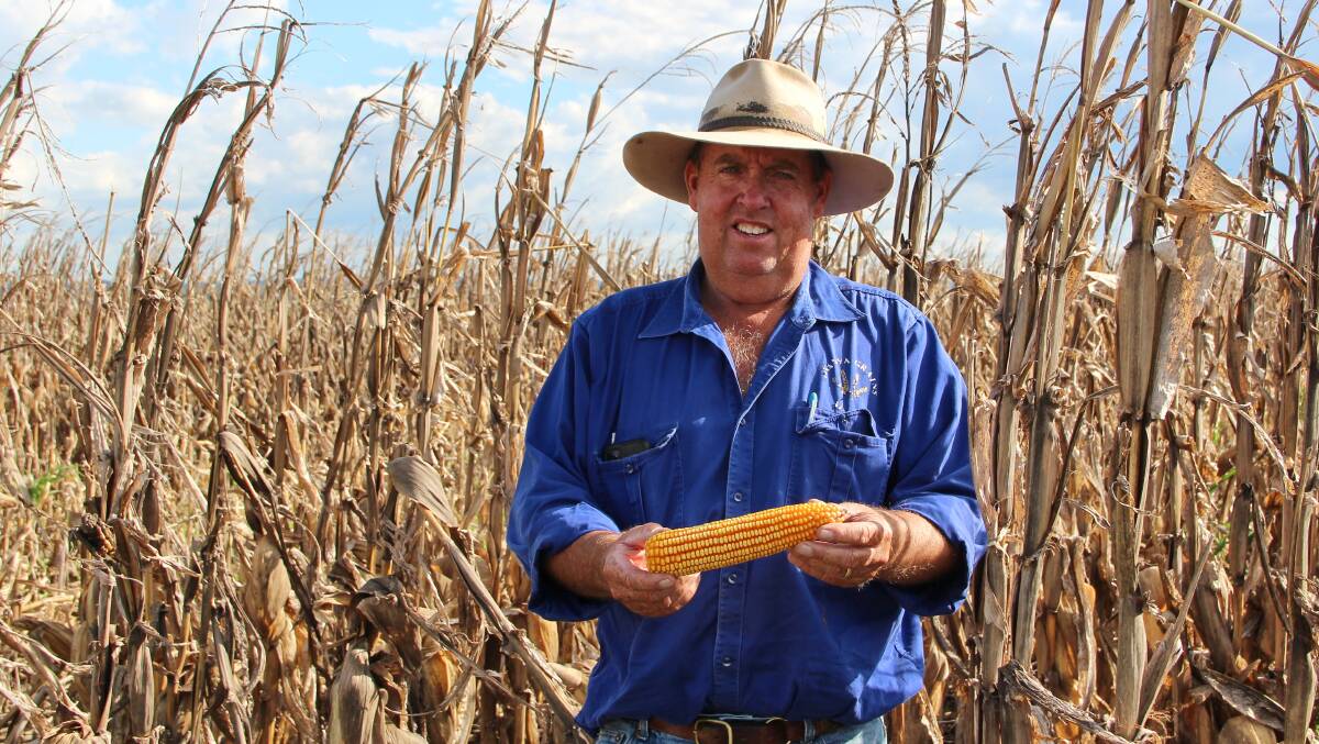 Top crop: David Peters, Hillcrest, Allora, almost broke the Darling Downs record with his crop of Pioneer Seeds P1756 that averaged 12 tonnes per hectare. Pictures: Melody Labinsky